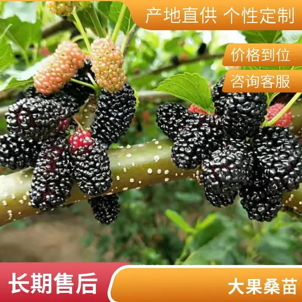 台湾长果桑苗 毛毛桑果苗批发 四季果桑树苗