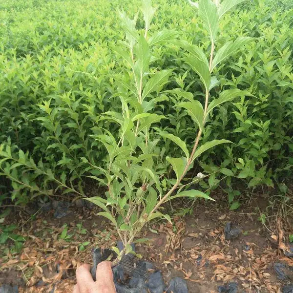 金叶水蜡 水蜡树苗四季常青植物庭院道路绿化篱笆墙