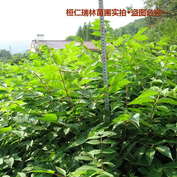 关黄柏苗,一年生黄柏树苗,纯正品种,适应南北方种植