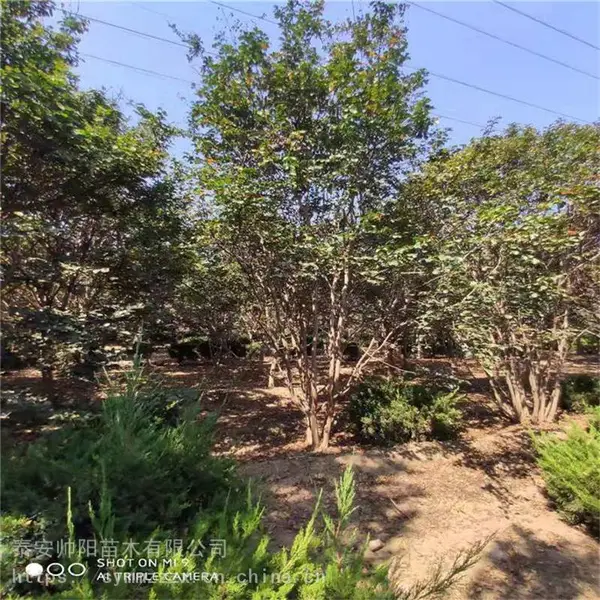 丛生紫薇 种苗小苗栽培 丛生紫薇 种植基地 自有苗圃