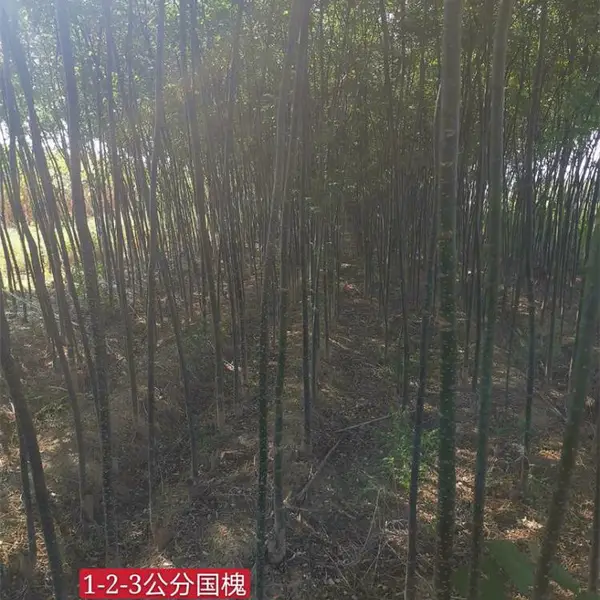 1年1米国槐苗 2年2公分国槐苗 山西国槐小苗产地报价