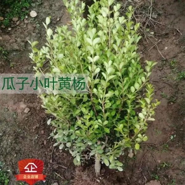 小叶瓜子黄杨球庭院绿化苗木四季常绿庭院绿化耐寒植物绿篱树苗
