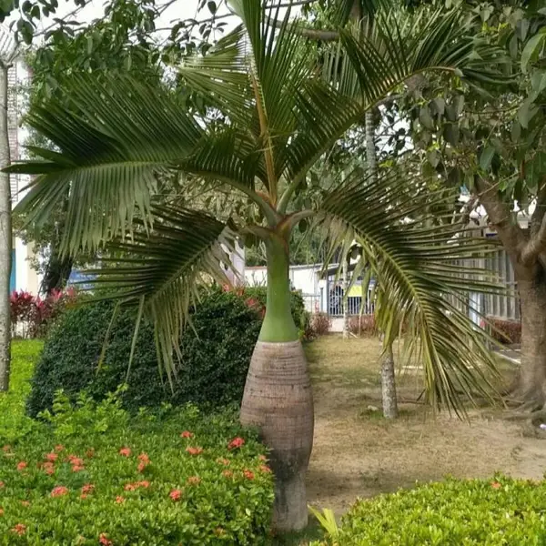 酒瓶椰子 移植苗批发 大小规格齐全 景区别墅造景大型景观树