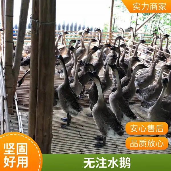 肉质鲜嫩 新鲜现杀全净膛黑棕鹅 港粤试烧鹅 无注水无添加