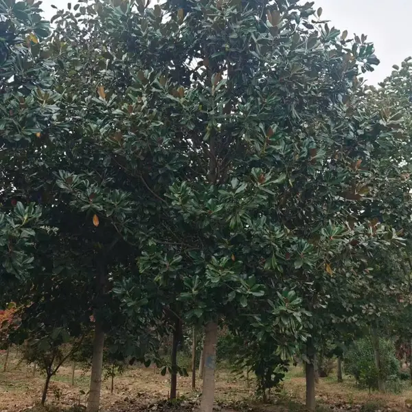 山东聊城白玉兰种植基地批发供应,8公分红玉兰树苗厂家装车价格,玉兰树苗产地供应商报价