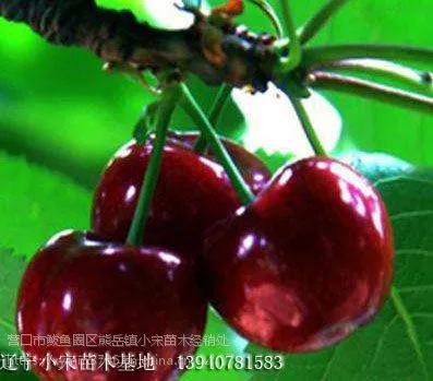 ����һ��ӣ���� ��ӣ������