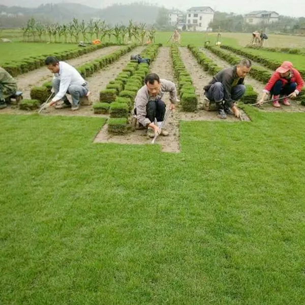 马尼拉草坪 宜宾绿化草种类***格 专车发货