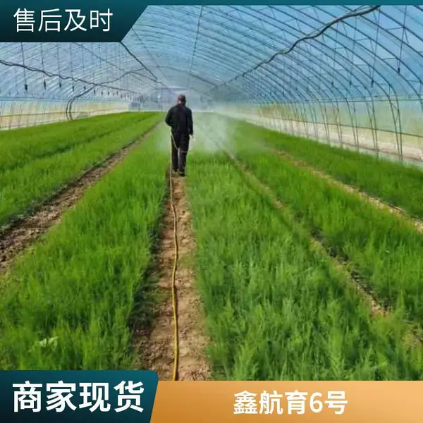 北京大兴平谷鑫航育 6 号芦笋种子 无性系 F1 代 南北方通种京南平原良种