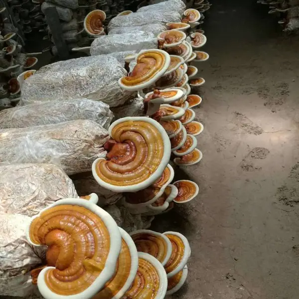 山东灵芝产地供应赤灵芝菌种 食用灵芝菌包 菌袋 灵芝盆景栽培技术