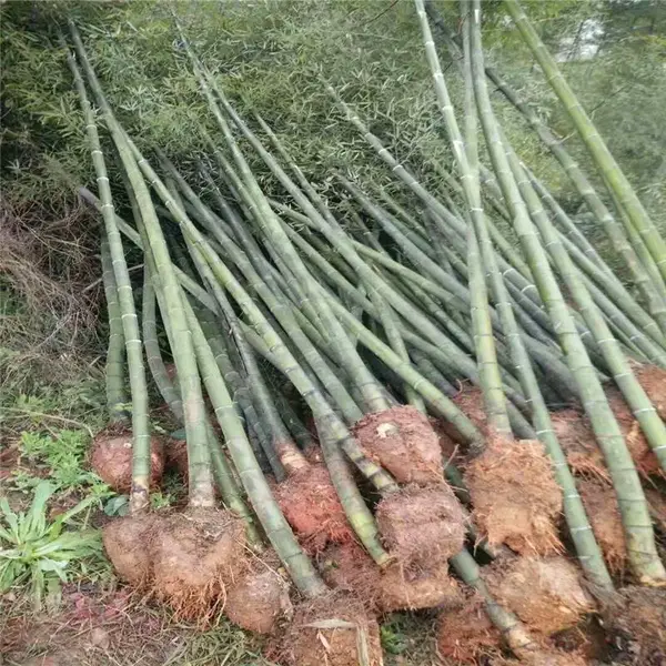 福建龙岩杜鹃苗基地顾客信赖