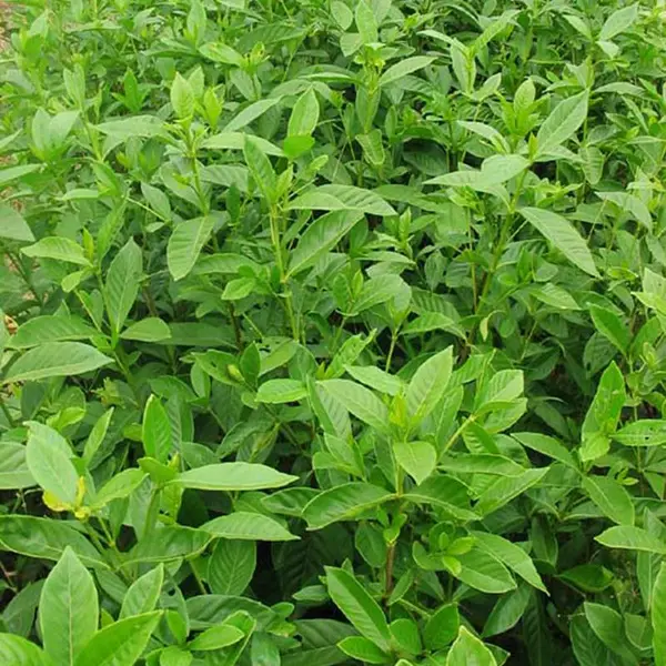 大叶栀子 牡丹栀子 湖南永州楼盘小区绿化用的花草苗木***格 低价销售