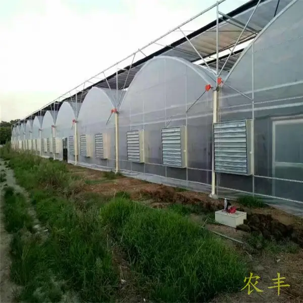 山东烟台火龙果连体大棚 桔子树连栋大棚 草莓温室大棚 大棚管厂