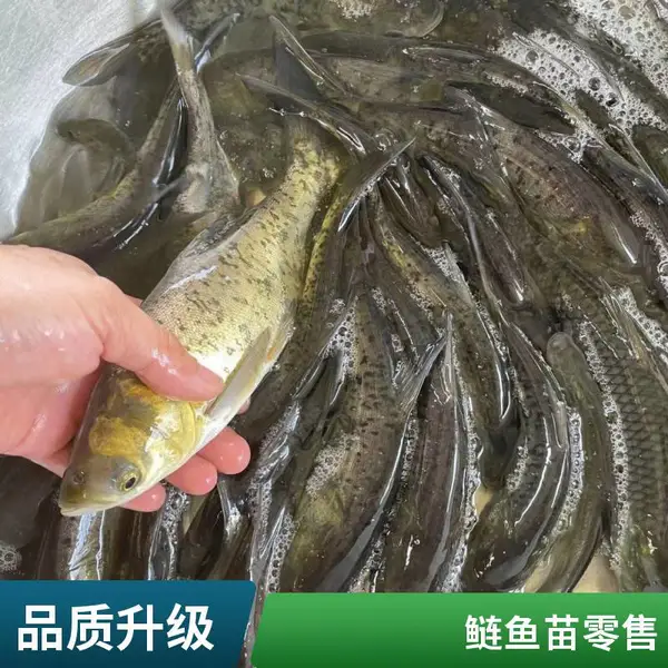 山东潍坊本地花鲢白鲢鱼苗养殖场 常年供应 优质鳙鱼苗白鲢苗