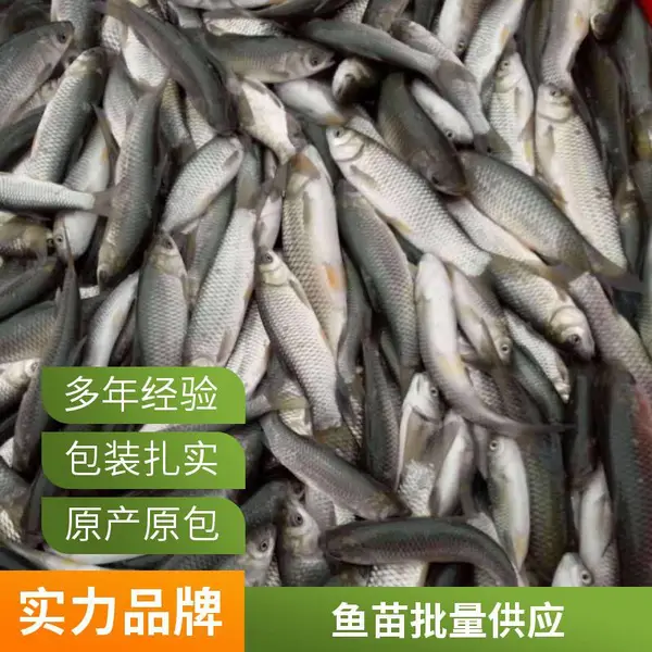 山东潍坊本地草鱼苗鲤鱼鱼苗养殖场承接鱼苗订购提供运输方案