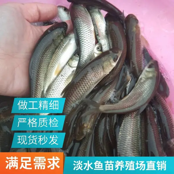 山东菏泽草鱼苗鲤鱼鱼苗养殖场 四大家鱼水花苗 夏花苗 春片苗