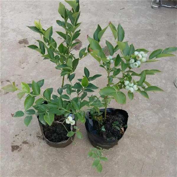 蓝莓种苗新品种 3年蓝莓苗 新珠宝蓝莓苗 奥尼尔 钱德勒 薄雾蓝莓苗