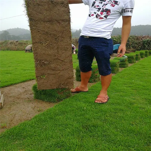 中华结缕草基地位置 台湾青草皮 草皮