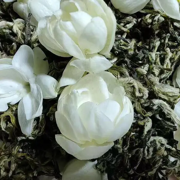 新茶饮茉莉花茶加香奶茶瓶装饮料茶叶餐饮茶叶