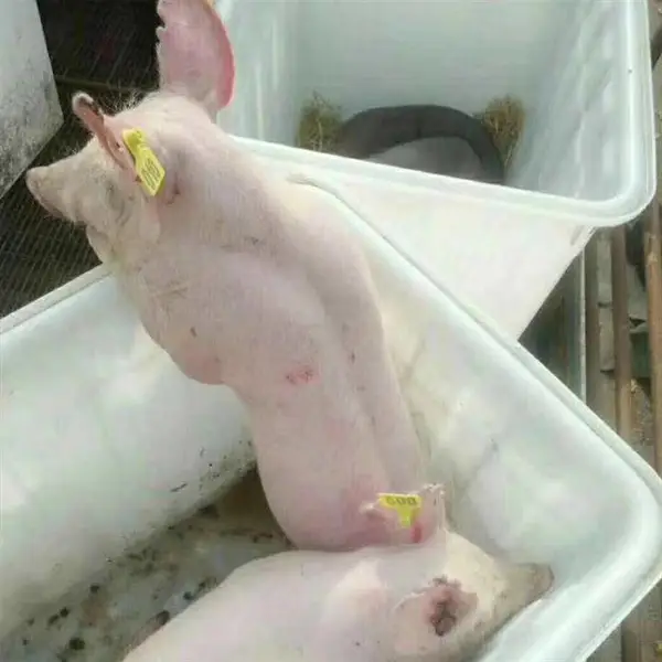 苏太母猪批发市场 优良二元母猪美系种猪