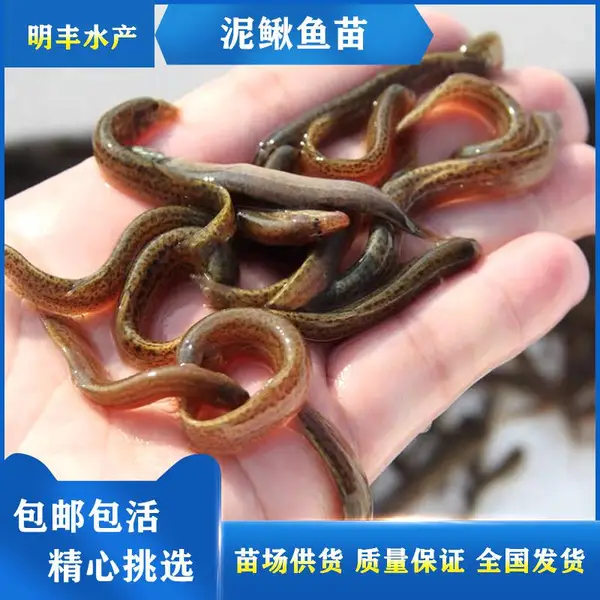 快大型小鳅苗运输方式 台湾泥鳅苗水花苗【指导养殖技术】