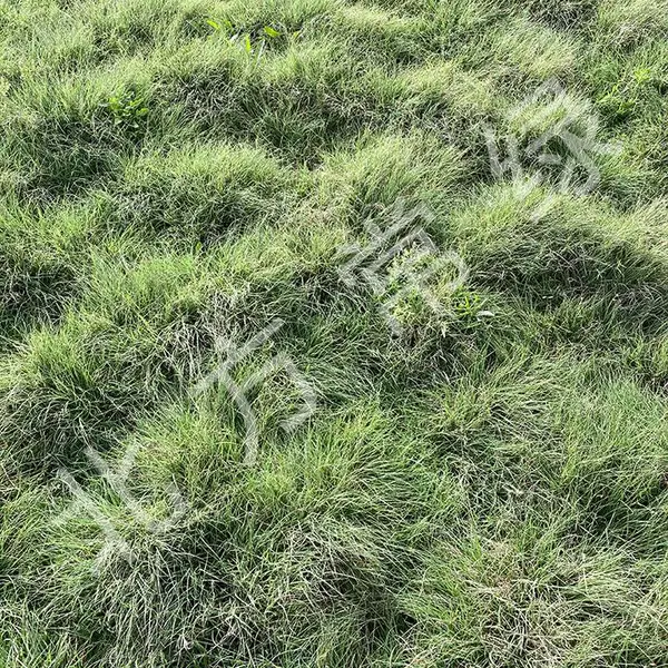 北京野牛草批发基地厂家自产自销