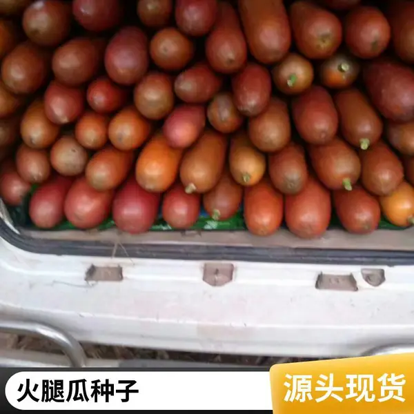 ������ ���ȹ��������� ��ֲ����ֱ��