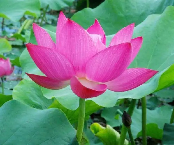 河北荷花种苗,绿化莲花,盆栽莲花批发
