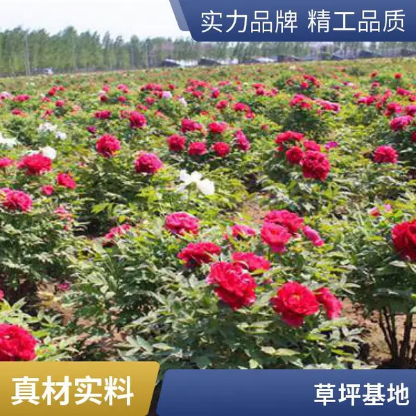 高羊茅草坪庭院草坪铺装别墅花园设计户外大兴