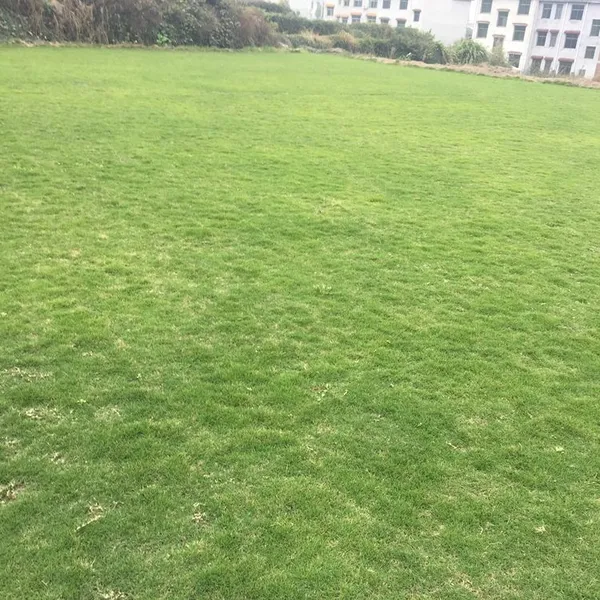 曲江马尼拉草皮