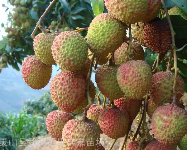 ����Ц��֦�޽���_����������֦�����