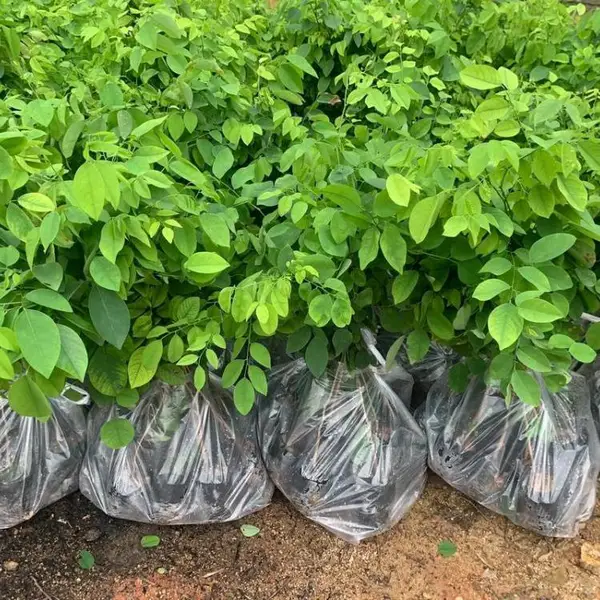 种植批发 大红酸枝树苗景区园林公园造景观赏苗木根茎健壮