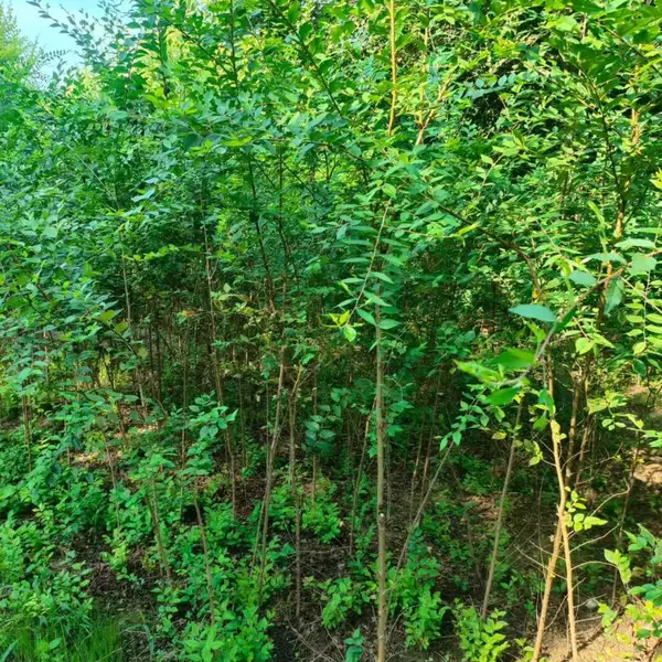 陕西汉中二乔苗木榆树小苗种植基地装车价格,2米高榆树苗基地,榆树小苗产地报价