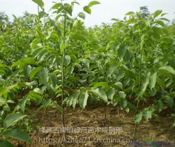 核桃苗山西绿舟苗木基地出售8518核桃苗多少钱一棵种植前景好收益稳定
