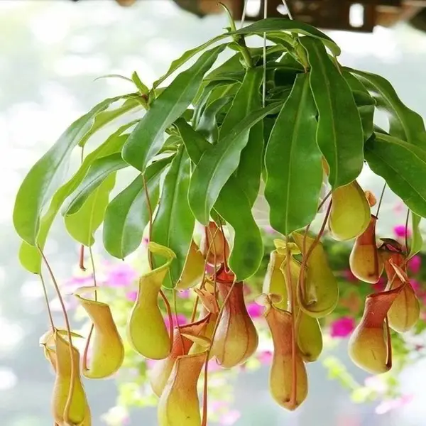 武汉四季常青的大小植物花卉送货,武汉园林绿化工程苗木销售