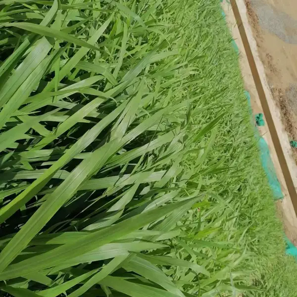 ����粥������������