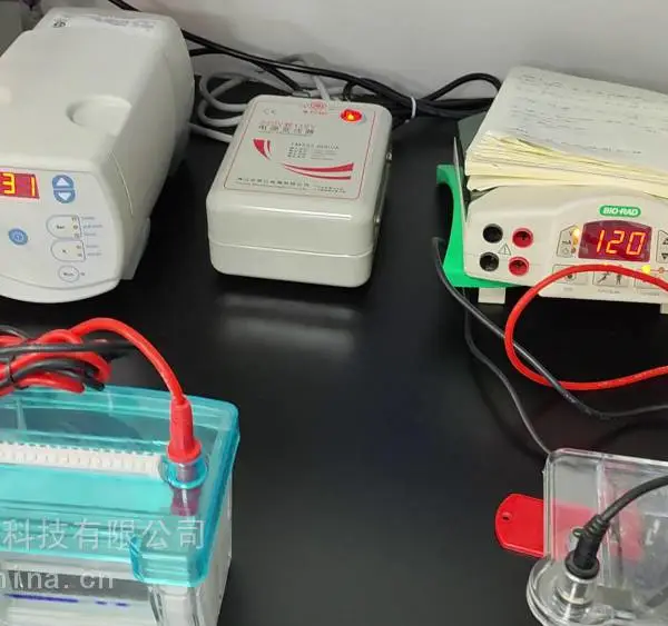 蛋白质鉴定服务 样品制备 蛋白质分离纯化 质量生物信息学分析