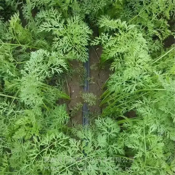 河南胡萝卜高效节水灌溉技术多少钱 胡萝卜滴灌带多少钱一米