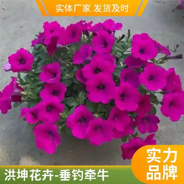 矮牵牛 春季草花 春季开花花卉 花色多 颜色鲜艳 基地批发 多色牵牛花