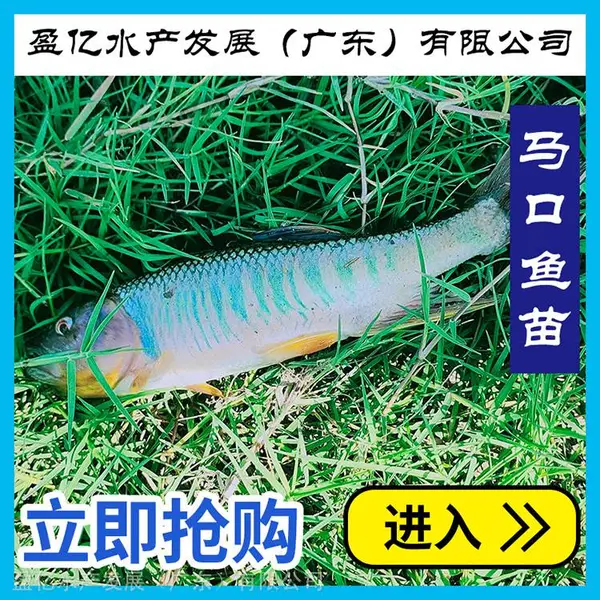 �����������糡���� ���������������� �����ȫ