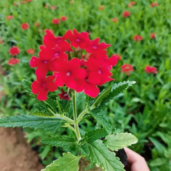 美女樱花期_红花美女樱批发_美女樱营养杯小苗有