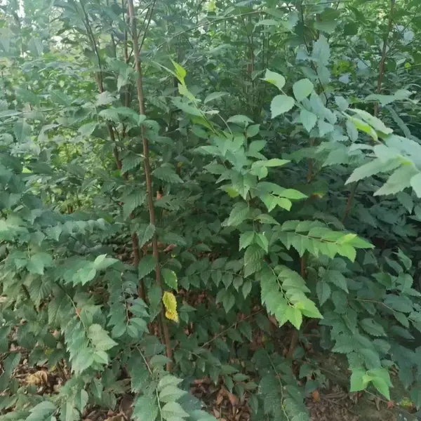 陕西咸阳二乔苗木榆树小苗种植基地装车价格,1公分榆树苗厂家批发,榆树小苗产地报价