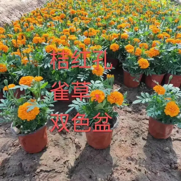 小皮桶孔雀草批发 孔雀草批发商家 采购孔雀草