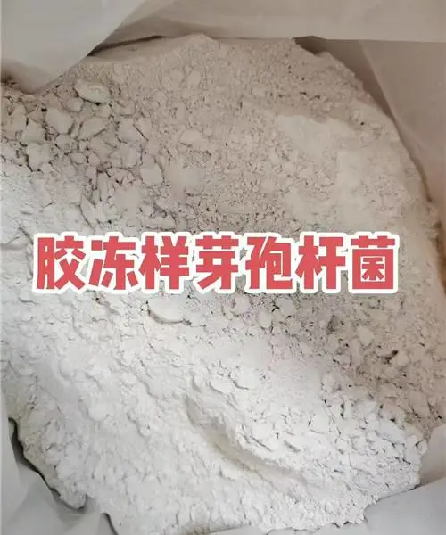 胶冻样类芽孢杆菌主要通过解钾解磷、分泌激素促生及抑制病害来服务农业,是微生物肥料中的核心功能菌种