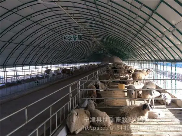 安装养羊大棚材料 黑山羊养殖棚建设 标准羊舍施工
