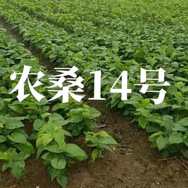 大量供应农桑14号桑苗。强桑1号桑苗