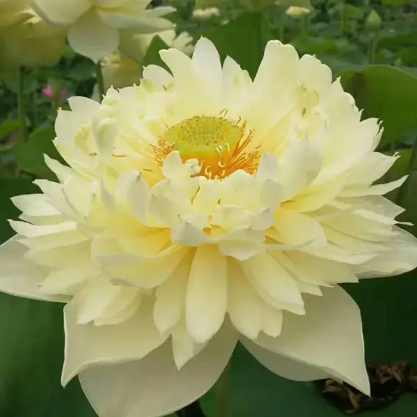 哈密市工程荷花苗 精品观赏型荷花种苗 湿地景观绿化 易成活