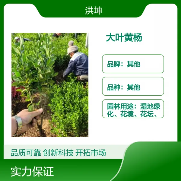 冬青 工程苗 大叶黄杨 绿篱苗 常绿观叶庭院优选 小杯苗