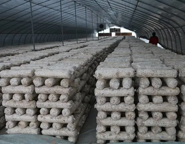 河南菌棒 昌盛香菇菌棒基地直发 价格实惠