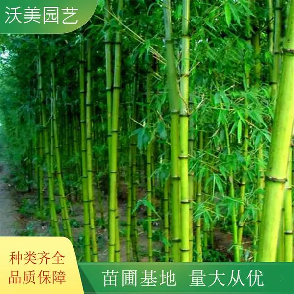 长期供应金镶玉竹 竹子树庭院绿化 园林工程绿化树卉
