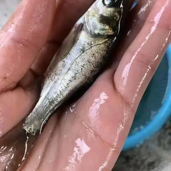 大批量采购花鲢苗白鲢鱼苗养殖场山西大同朔州源头供应鲢鳙鱼苗